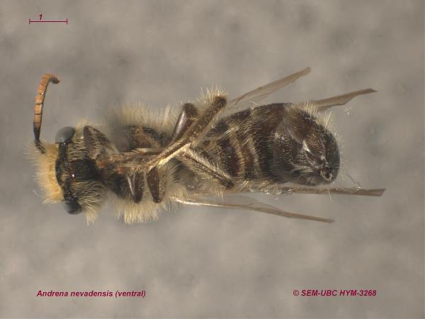Photo of Andrena nevadensis by Spencer Entomological Museum